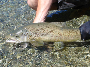 Wanaka fly fishing - Lake Wanaka