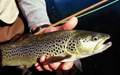 Wanaka fly fishing, guide Derek Grzelewski